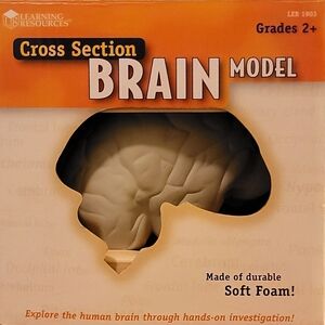 Brain Foam Model